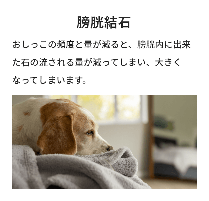膀胱結石