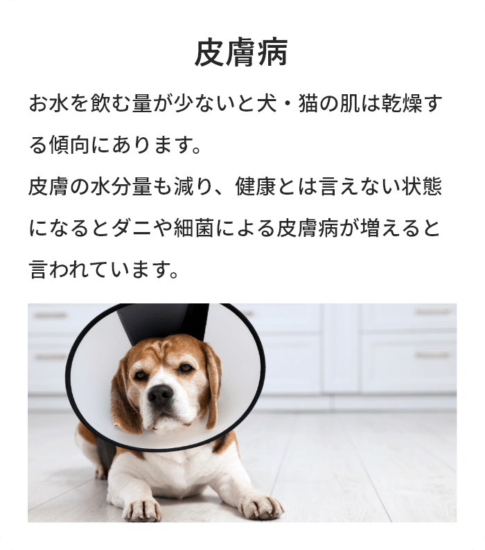 皮膚病