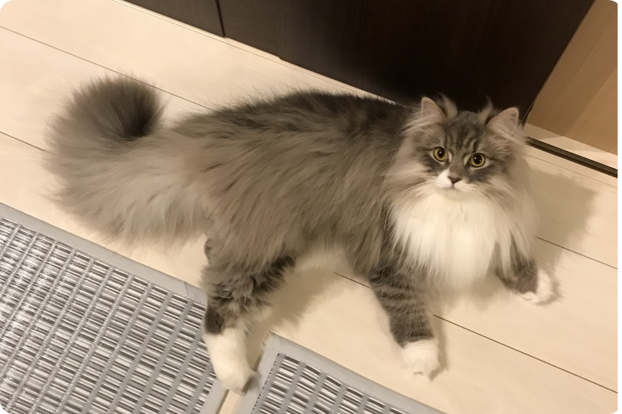ペットの写真