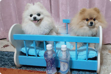 ペットの写真